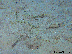 SYN2 Corythoichthys flavofasciatus  P1016190.jpg
